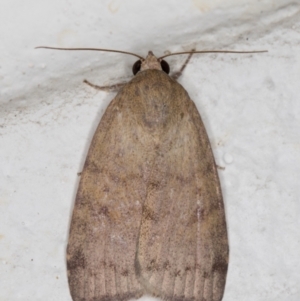 Austrocarea iocephala at Melba, ACT - 23 Feb 2022 09:22 PM