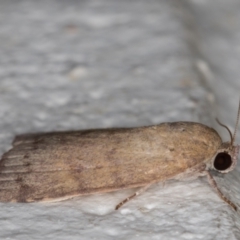 Austrocarea iocephala at Melba, ACT - 23 Feb 2022