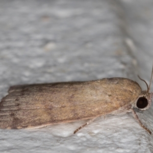 Austrocarea iocephala at Melba, ACT - 23 Feb 2022 09:22 PM