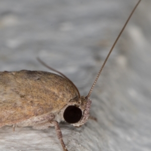 Austrocarea iocephala at Melba, ACT - 23 Feb 2022