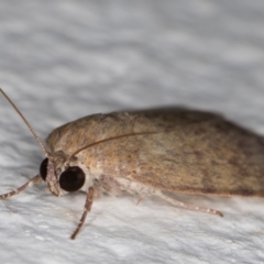 Austrocarea iocephala at Melba, ACT - 23 Feb 2022 09:22 PM