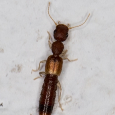 Astenus (genus) (A rove beetle) at Melba, ACT - 23 Feb 2022 by kasiaaus