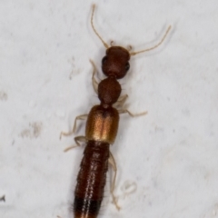 Astenus sp. (genus) (A rove beetle) at Melba, ACT - 23 Feb 2022 by kasiaaus