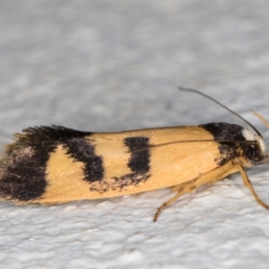 Eulechria ophiodes at Melba, ACT - 24 Feb 2022