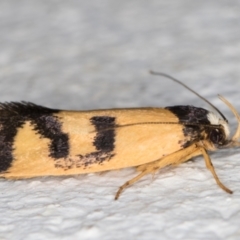 Eulechria ophiodes at Melba, ACT - 24 Feb 2022