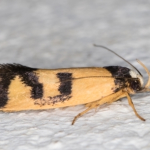 Eulechria ophiodes at Melba, ACT - 24 Feb 2022