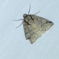 Austroterpna paratorna (Rounded Grey (Geometrinae)) at Jerrabomberra, NSW - 5 Apr 2022 by SteveBorkowskis