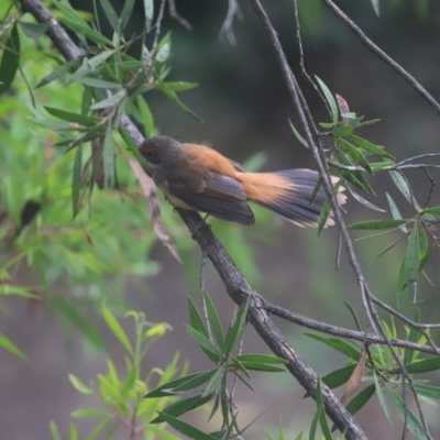 Rhipidura rufifrons (Rufous Fantail) at Cook, ACT - 6 Apr 2022 by Tammy