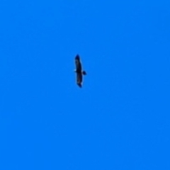 Aquila audax (Wedge-tailed Eagle) at Wambrook, NSW - 8 Apr 2022 by Mike