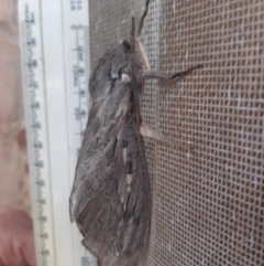 Unidentified Swift and Ghost moth (Hepialidae) (TBC) at Kerang, VIC - 8 Apr 2022 by nej