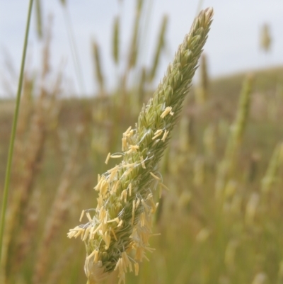 Phalaris aquatica (Phalaris, Australian Canary Grass) at Chakola, NSW - 25 Dec 2021 by michaelb