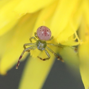 Australomisidia sp. (genus) at O'Connor, ACT - 6 Apr 2022