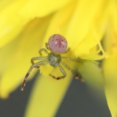 Australomisidia sp. (genus) (Flower spider) at O'Connor, ACT - 6 Apr 2022 by ConBoekel