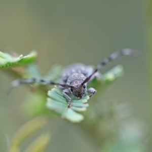 Ancita sp. (genus) at O'Connor, ACT - 6 Apr 2022 01:32 PM