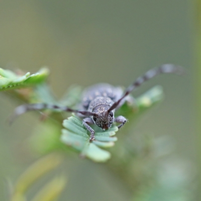 Ancita sp. (genus) (Longicorn or longhorn beetle) at Dryandra St Woodland - 6 Apr 2022 by ConBoekel