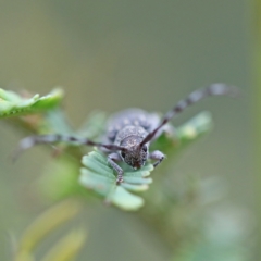 Ancita sp. (genus) (Longicorn or longhorn beetle) at O'Connor, ACT - 6 Apr 2022 by ConBoekel