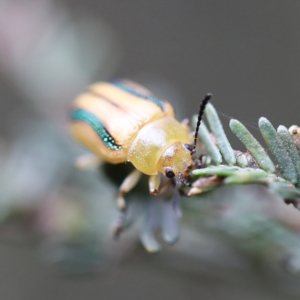 Calomela juncta at O'Connor, ACT - 6 Apr 2022 01:42 PM