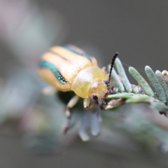 Calomela juncta (Leaf beetle) at O'Connor, ACT - 6 Apr 2022 by ConBoekel