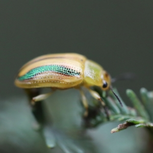 Calomela juncta at O'Connor, ACT - 6 Apr 2022 01:42 PM