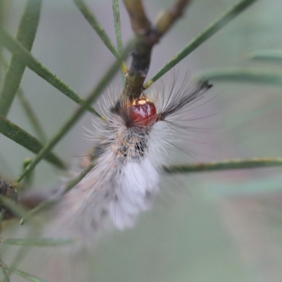 Orgyia anartoides (Painted Apple Moth) at O'Connor, ACT - 6 Apr 2022 by ConBoekel