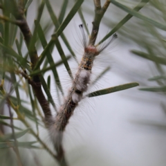 Orgyia anartoides at O'Connor, ACT - 6 Apr 2022