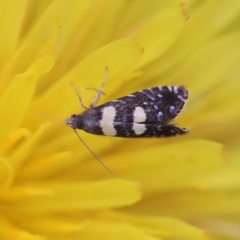 Glyphipterix chrysoplanetis (A Sedge Moth) at O'Connor, ACT - 6 Apr 2022 by ConBoekel