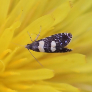 Glyphipterix chrysoplanetis at O'Connor, ACT - 6 Apr 2022