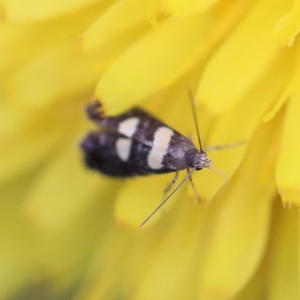 Glyphipterix chrysoplanetis at O'Connor, ACT - 6 Apr 2022 02:00 PM