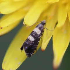 Glyphipterix chrysoplanetis at O'Connor, ACT - 6 Apr 2022 02:00 PM