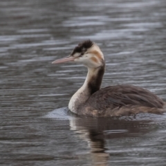 Podiceps cristatus (Great Crested Grebe) at Dunlop, ACT - 8 Apr 2022 by rawshorty