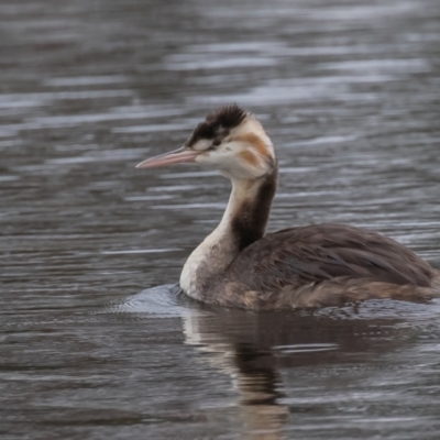 Podiceps cristatus (Great Crested Grebe) at West Belconnen Pond - 8 Apr 2022 by rawshorty