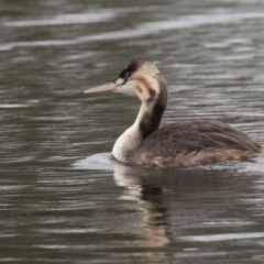 Podiceps cristatus at Dunlop, ACT - 8 Apr 2022 10:23 AM