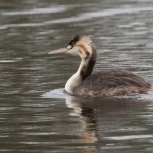 Podiceps cristatus at Dunlop, ACT - 8 Apr 2022 10:23 AM