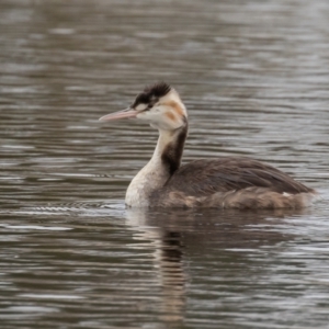 Podiceps cristatus at Dunlop, ACT - 8 Apr 2022 10:23 AM