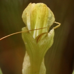 Pterostylis acuminata (Pointed Greenhood) at Glenquarry - 8 Apr 2022 by Snowflake