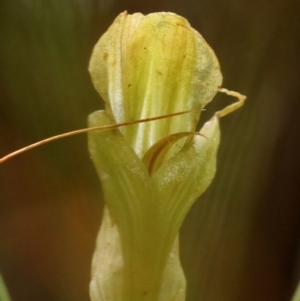 Pterostylis acuminata at Glenquarry, NSW - suppressed