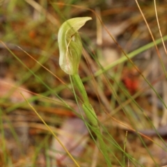 Pterostylis acuminata at Glenquarry, NSW - suppressed