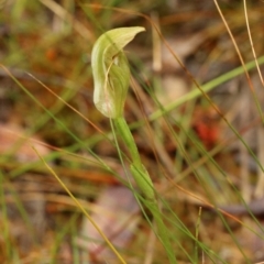 Pterostylis acuminata at Glenquarry, NSW - 8 Apr 2022