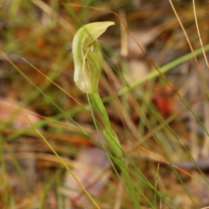Pterostylis acuminata at Glenquarry, NSW - 8 Apr 2022