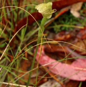 Pterostylis acuminata at Glenquarry, NSW - 8 Apr 2022