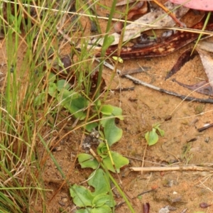 Pterostylis acuminata at Glenquarry, NSW - suppressed