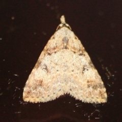 Unidentified Noctuoid moths (except Arctiinae) (TBC) at Tathra, NSW - 16 Mar 2022 by KerryVance