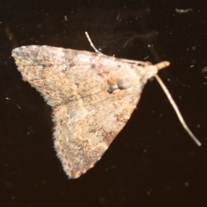 Alapadna pauropis at Tathra, NSW - 16 Mar 2022 09:01 PM