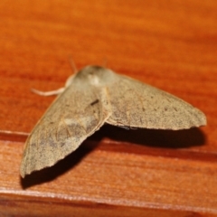 Arhodia lasiocamparia (Pink Arhodia) at Tathra Public School - 18 Apr 2021 by KerryVance