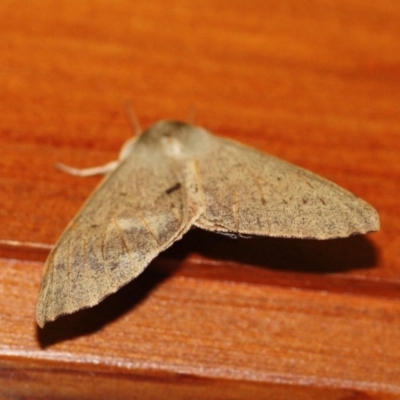 Arhodia lasiocamparia (Pink Arhodia) at Tathra, NSW - 18 Apr 2021 by KerryVance