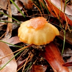 Unidentified Fungus at Glenquarry - 8 Apr 2022 by Snowflake