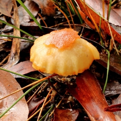 Unidentified Clubs/stalks on wood or on leaf/twig litter at Glenquarry, NSW - 8 Apr 2022 by Snowflake