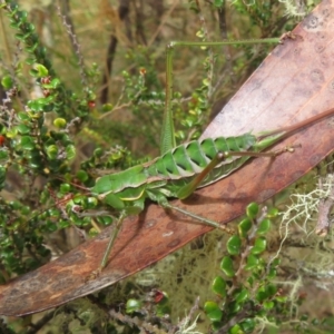 Chlorodectes montanus at Brindabella, NSW - 21 Mar 2022 11:56 AM