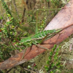Chlorodectes montanus (Montane green shield back katydid) at Brindabella, NSW - 21 Mar 2022 by Christine