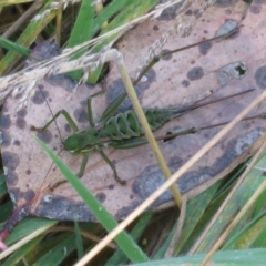 Chlorodectes montanus at Brindabella, NSW - 21 Mar 2022 11:56 AM